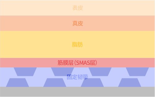 SMAS层是位于皮下脂肪层和肌肉层之间的纤维筋膜层通过提升导致皮肤松弛的根本原因——SMAS层, 打造令人满意的迷你提升效果.