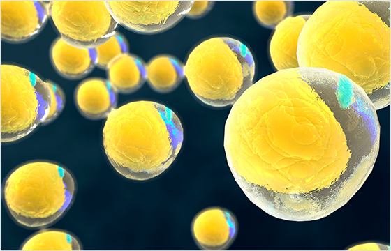 脂肪細胞が減少