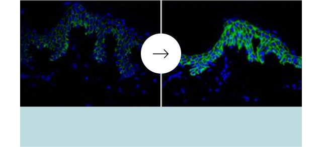 潤い感のアップ