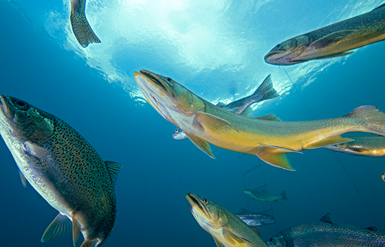 송어 및 연어 해수양식