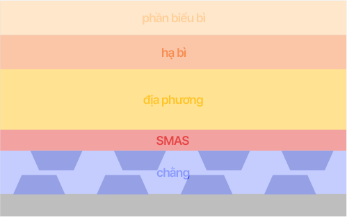 SMAS là lớp cân dạng sợi nằm giữa lớp mỡ và lớp cơ có trong da. Bạn có thể làm nâng mặt mini với kết quả ấn tượng do SMAS, là nguyên nhân cốt lõi gây da chảy xệ, được căng lên.